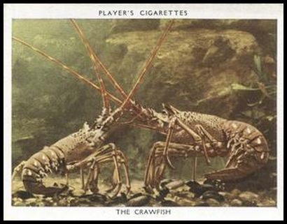 9 The Crawfish